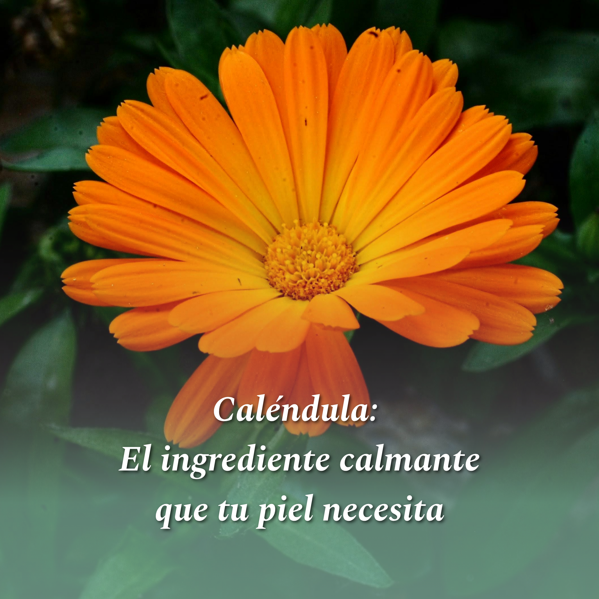 La flor dorada del skincare: Lo que debes saber sobre la Caléndula