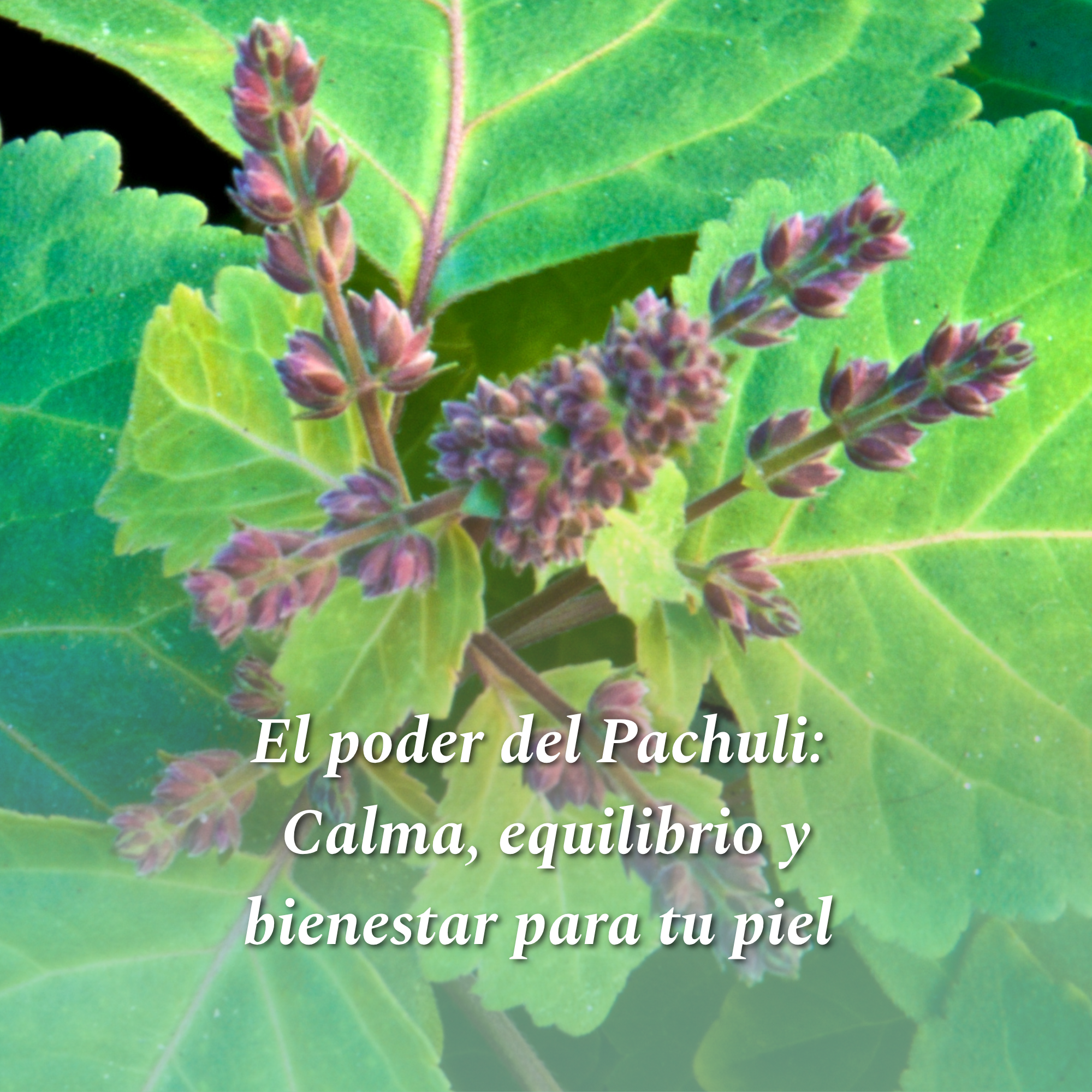 El poder del pachuli: calma, equilibrio y bienestar para tu piel