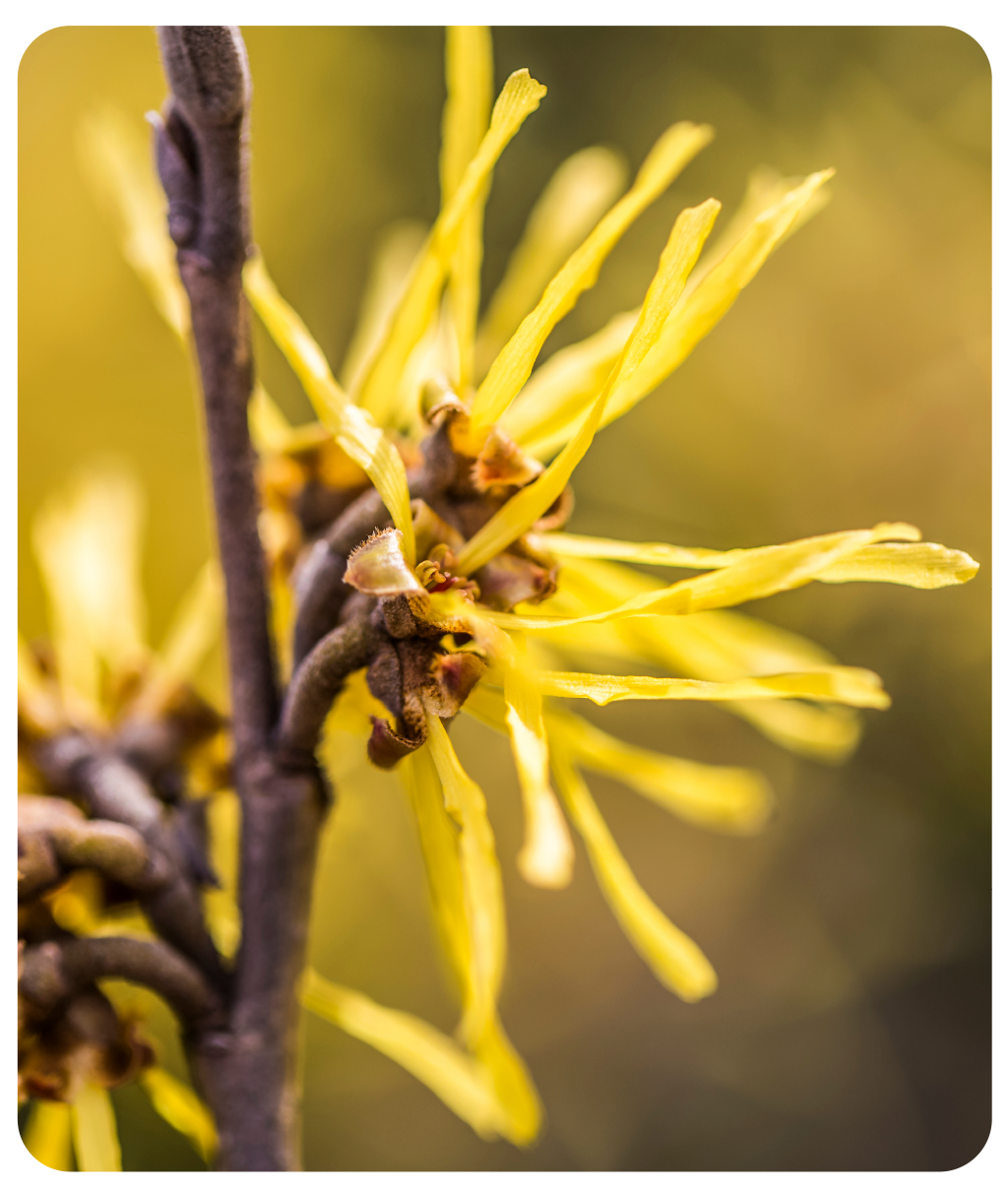 Hamamelis